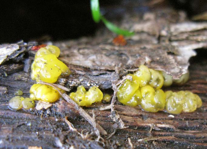 Dacrymyces minor